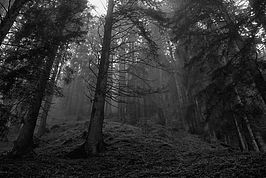 Bernhard Saalfeld - Zauberwald (3v9)